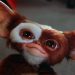 Cute Mogwai from gremlins